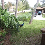 Picture 001